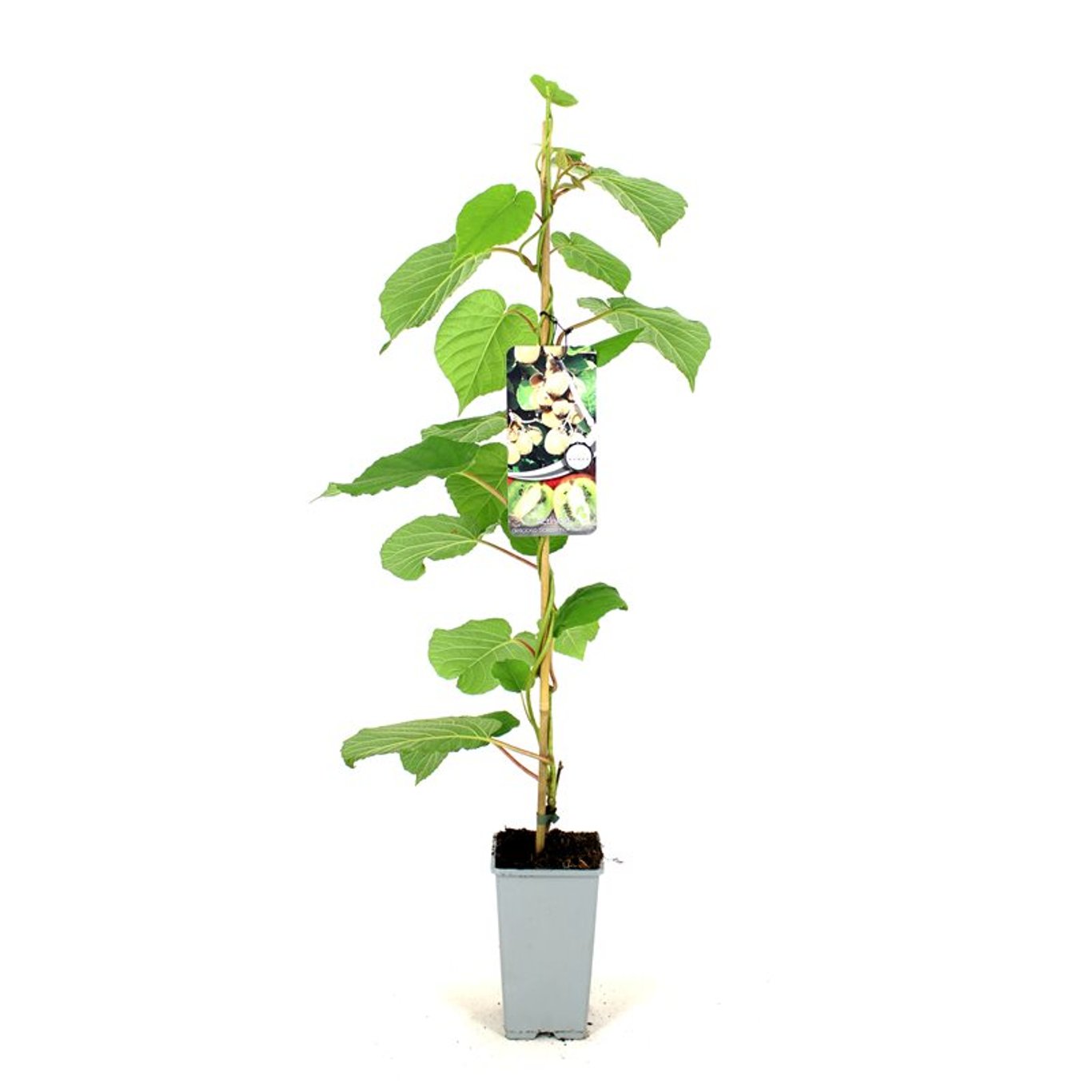 Actinidia d. 'Solissimo' - C2 80-100 CM Stick